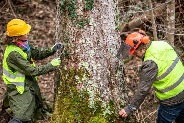 Moody, AL Tree Care Company